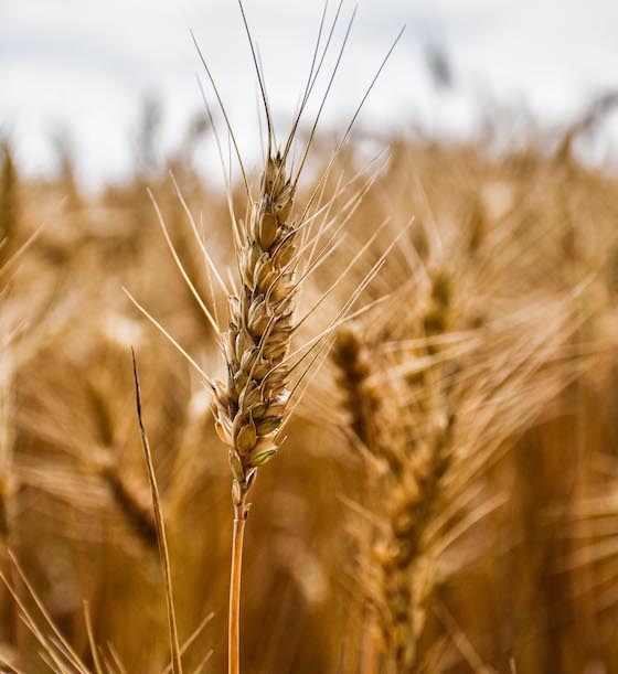 Agronomie - Le choix variétal comme principe fondamental de la lutte contre les maladies du blé