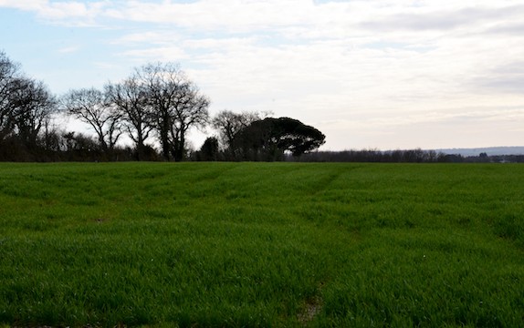 Vendée : Assurance récolte  - Derniers jours pour assurer ses prairies et cultures de printemps
