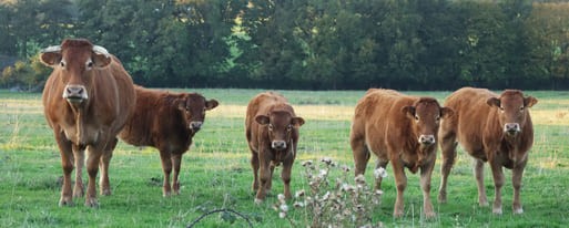 Maladie hémorragique épizootique - les premiers foyers MHE sur des bovins en Vendée