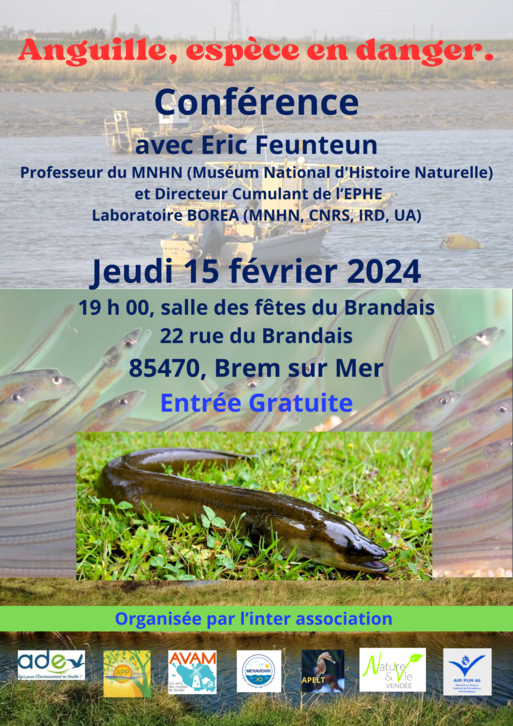 Environnement - Une conférence pour mieux comprendre l’anguille
