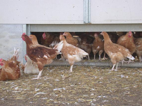 Influenza aviaire - Assainissement des fumiers - lisiers- fientes des foyer IAHP mise à jour