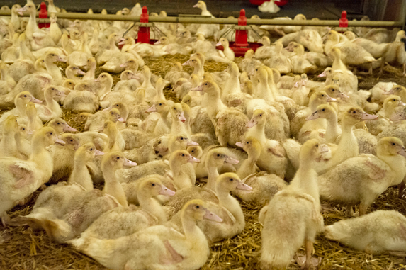 Influenza aviaire - Modalités d'indemnisations