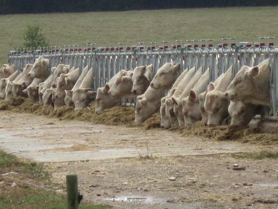 Viande Bovine - Date limite repoussée pour l'aide aux éleveurs allaitants