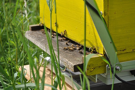 Vendée - Une ruche pour connecter apiculteurs et agriculteurs