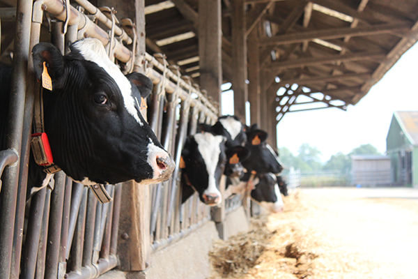 Vendée - Tech Elevage : de nouvelles solutions de monitoring  pour faciliter la vie des éleveurs laitiers et allaitants